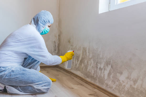 Licensed Basement Mold Remediation service in Oregon City, OR - 24 Hour Mold Removal