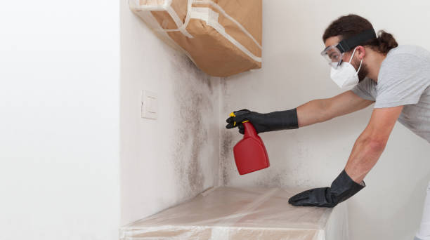 Professional Basement Mold Remediation technician working in Oregon City, OR