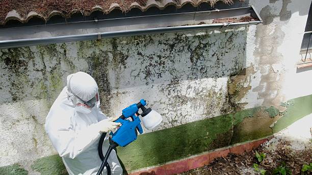 Top rated local Basement Mold Remediation specialists in Oregon City, OR